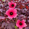 thumbnail image 5 of Set 2 Cranberry Hibiscus Live Plant, Hardy Red Hibiscus Flowering Starter Plant for Garden or Containers, 4–7 Inch Tall, 5 of 11