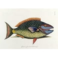 thumbnail image 2 of Catesby, Mark 24x18 White Modern Wood Framed Museum Art Print Titled - The Parrot Fish, 2 of 4
