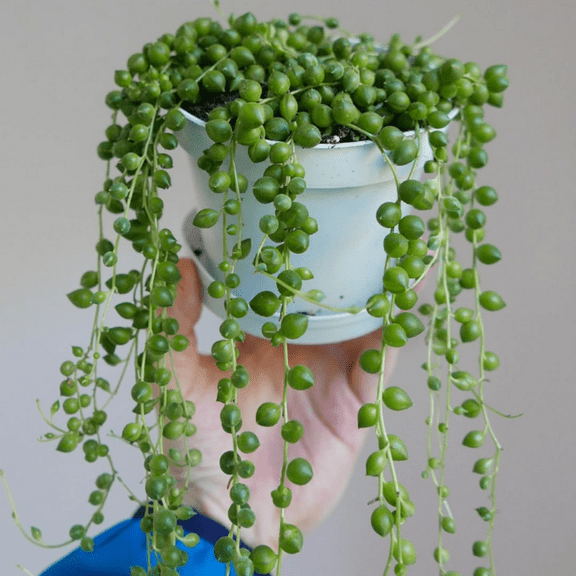 String of Pearls, Hanging Succulent, Trailing Succulent, Indoor Houseplant, Live Plant in 2" Pot