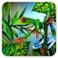 thumbnail image 2 of Vinyl Drink Coasters - Set of 4 - Red Toe Tree Frog, 2 of 3