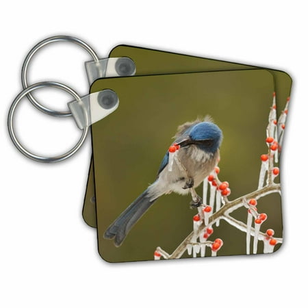 3dRose Western Scrub Jay picking berries of a icy branch, Hill Country, Texas - Key Chains, 2.25 by 2.25-inch, set of 2
