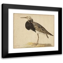 Gerardus van Veen 17x15 Black Modern Framed Museum Art Print Titled - Standing Ruff (1677)