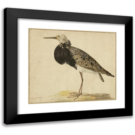 Gerardus van Veen 14x12 Black Modern Framed Museum Art Print Titled - Standing Ruff (1677)