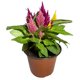 thumbnail image 3 of planta celosia 5", 3 of 6