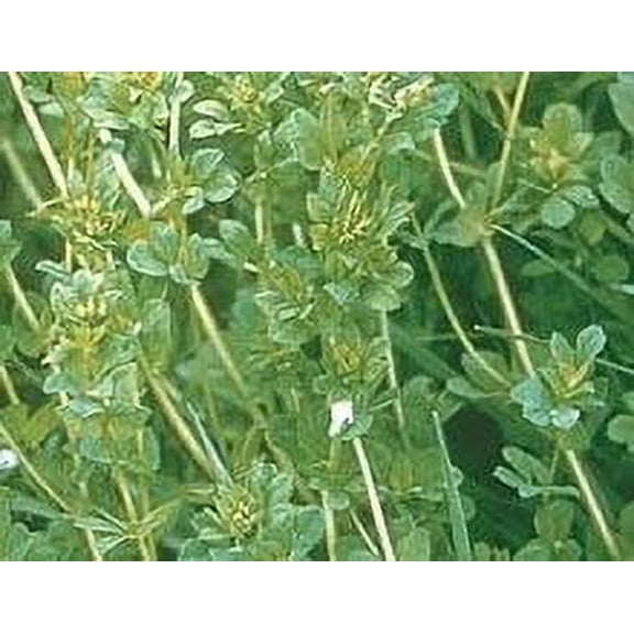 Birdsfoot Trefoil Seed - 10 Lbs.