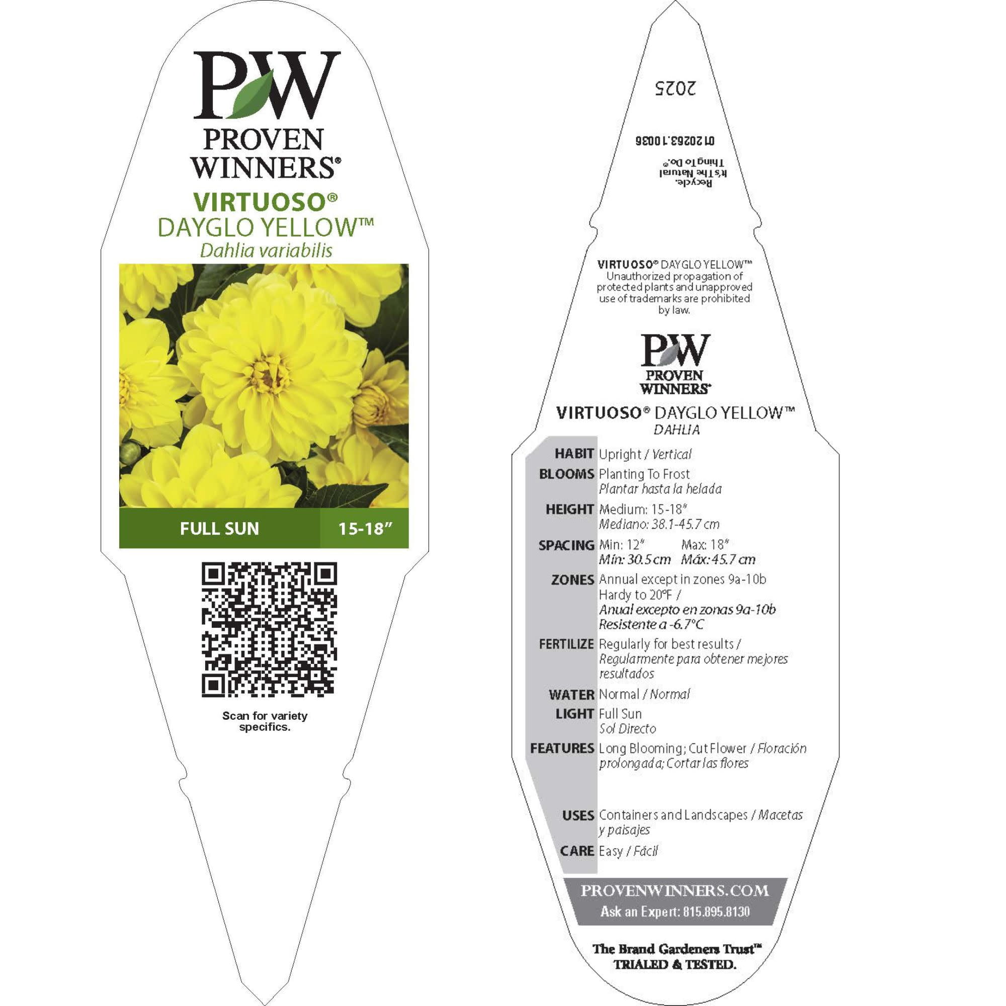 Proven Winners 8" Virtuoso Dayglo Yellow Dahlia Live Plant in 6.5" Pot