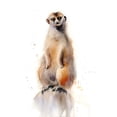 thumbnail image 2 of Shefranov, Olga 26x32 White Modern Wood Framed Museum Art Print Titled - Meercat I, 2 of 4