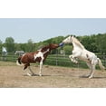thumbnail image 3 of Horsemen's Pride Balle Joyeuse Cheval 10 Pouces Bleu, 3 of 5