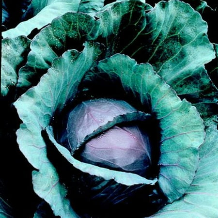 Bonnie Plants Red Cabbage 6-pack