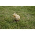thumbnail image 4 of Hi-Line Gift Ltd. Baby Chicks Pair - One Looking Left, One Looking Right, 4 of 9