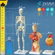 Evviva Sciences Human Heart, Torso and Skeleton Models - Best Set of 3 Hands-On 3D Model Study Tools for Anatomy and Physiology Students - with Anatomical Guide by Physicians - Learning Kit