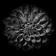 thumbnail image 2 of Carson, Brian 12x12 Black Ornate Wood Framed with Double Matting Museum Art Print Titled - Black and White Dahlia, 2 of 4