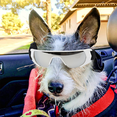 thumbnail image 5 of Dog Goggles, Eye Protection for Small Dog Sunglasses Waterproof Windproof UV Protection with Adjustable Strap, 5 of 5