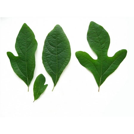 Rare Sassafras Tree 4 Unique Leaves On Each Tree Easy To Grow Quart Pot - 