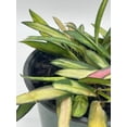 thumbnail image 3 of Variegated Wayetii, Rare Hoya, 6 inch, ready for upgrade, 3 of 9