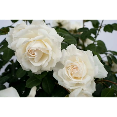 Cloud 10™ White Climbing Rose - Live Plant - ( 1 QT )