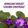 thumbnail image 2 of Harmony Foliage African Violet Lucien Croteau 4 inch Gesneriad, 2 of 8