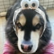 thumbnail image 5 of Orejeras con cancelación de ruido para perros, orejas silenciosas para la inquietud, lindas orejeras de baño, máscara calmante para la cabeza, diadema con cancelación de ruido, orejeras para perros, 5 of 6