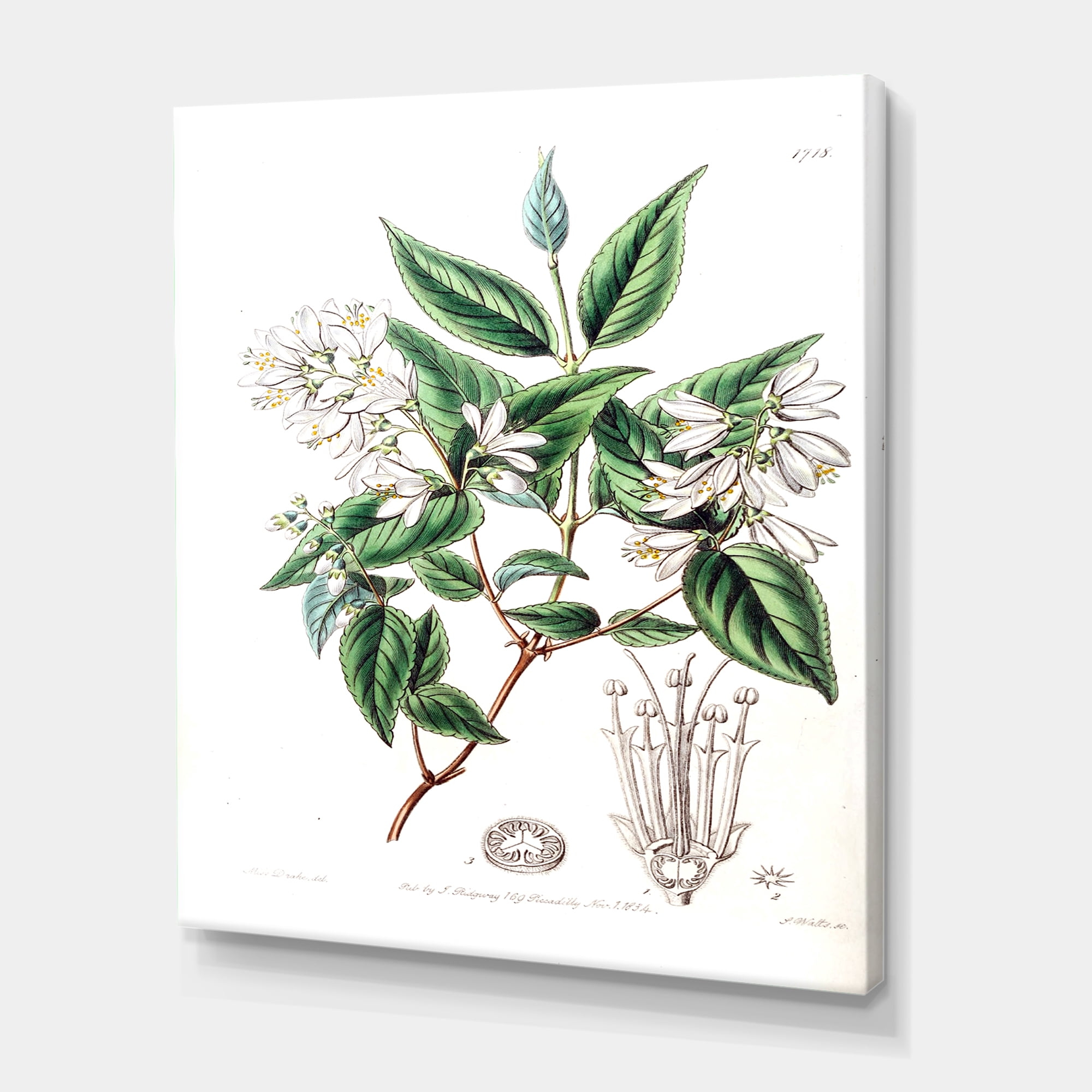 Designart ' Ancient Botanicals X ' Traditional Canvas Wall Art Print