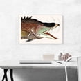 thumbnail image 2 of ARTCANVAS Great Hog Fish Canvas Art Print by Mark Catesby - Size: 26" x 18" (0.75" Deep), 2 of 9