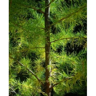 25 EUROPEAN LARCH TREE Pine Pinetree Evergreen Larix Decidua Seeds