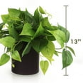 thumbnail image 3 of ARTIFICIAL POTHOS PLANT IN BLACK POT (2 Pack), 3 of 5