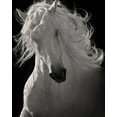 thumbnail image 2 of Dawson, Robert 20x24 White Modern Wood Framed Museum Art Print Titled - The Lusitano Dancer, 2 of 4