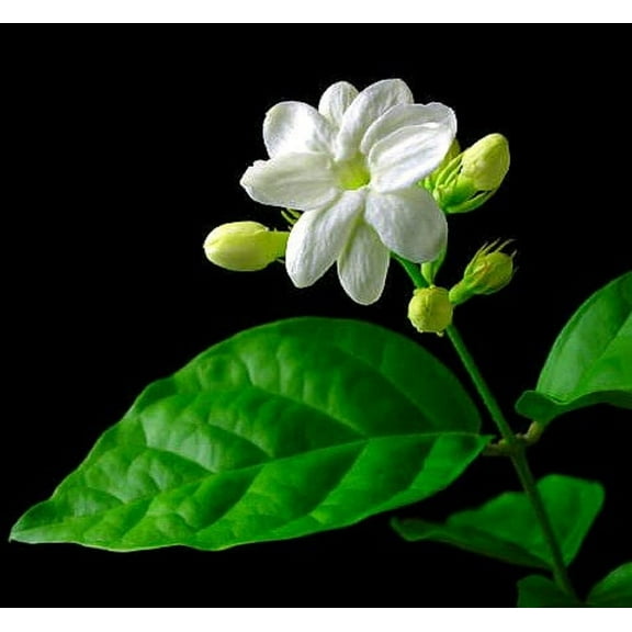 Hirt's Arabian Tea Jasmine Plant - Maid of Orleans - 6" Pot - Live Plant