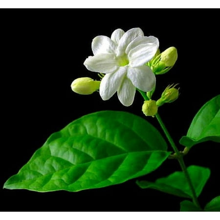 Hirt's Arabian Tea Jasmine Plant - Maid of Orleans - 6" Pot - Live Plant