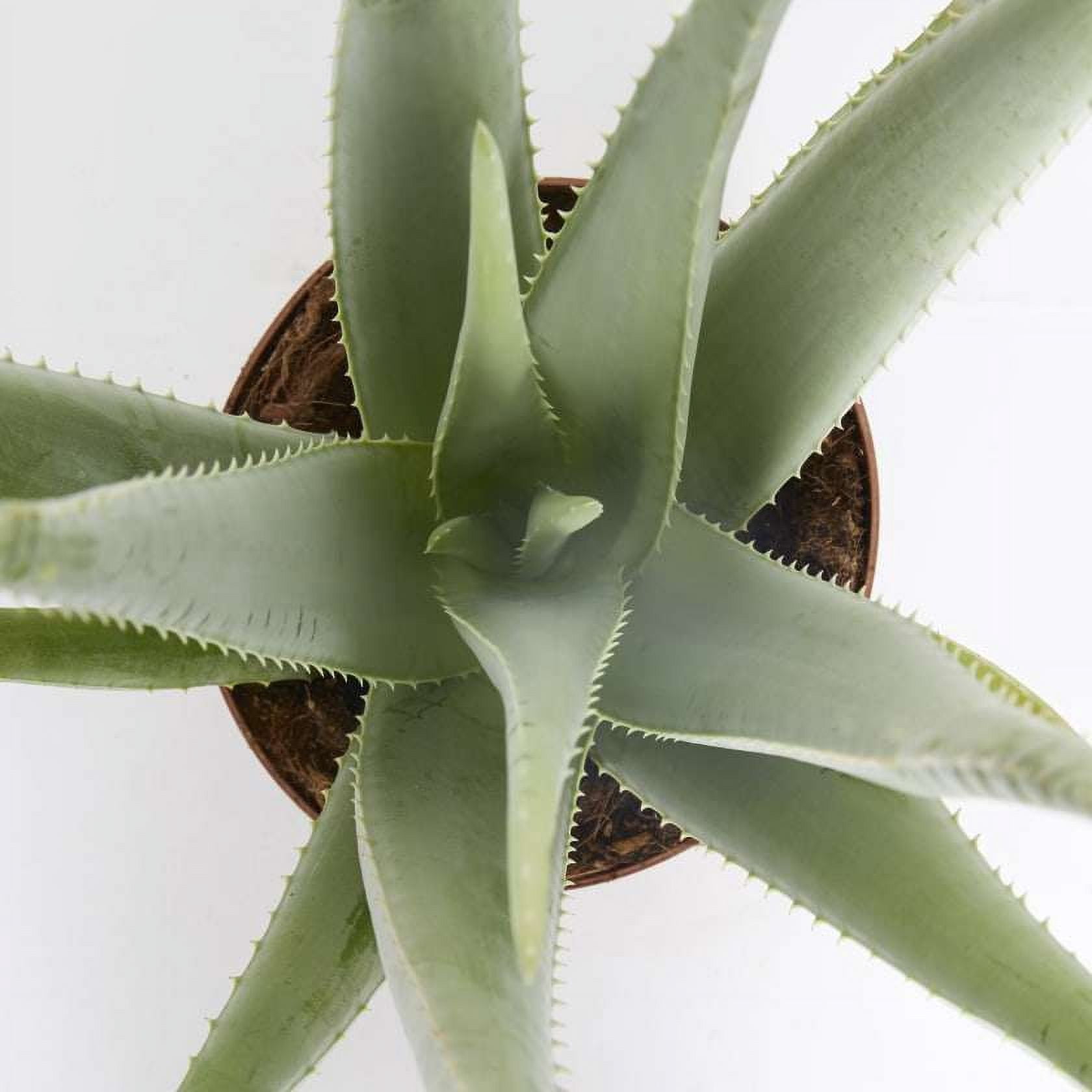 Aloe Vera Live Plant for Indoor | Different Houseplants in 4'' & 6'' Pot | Real House Plant for Living Room, Office, Desk & Bathroom
