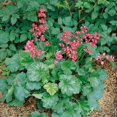 thumbnail image 2 of Outsidepride Heuchera Firefly Plant Seed - 10000 Seeds, 2 of 6