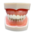 thumbnail image 3 of Modelo de diente estándar,Cepillado de enseñanza del modelo de diente estándar,Modelo de estudio de dientes suministros para niños adultos estándar,Modelo de dientes de demostración, 3 of 8