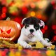 thumbnail image 5 of Peluca para mascotas para perros Peluca para perros Disfraces para mascotas Pelucas para disfraces de perros Gorros para perros para Halloween Cosplay, 5 of 6