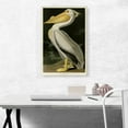 thumbnail image 2 of ARTCANVAS American White Pelican Canvas Art Print by John James Audubon - Size: 26" x 18" (0.75" Deep), 2 of 9