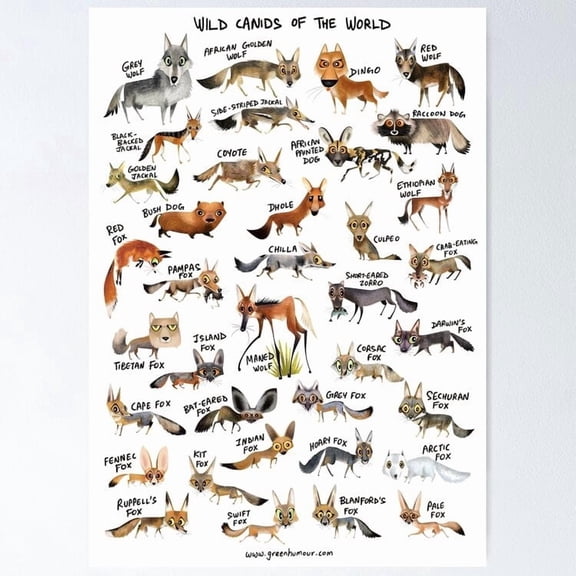 Wild Canids Of The World Vintage Poster, 8x12 UNFRAMED