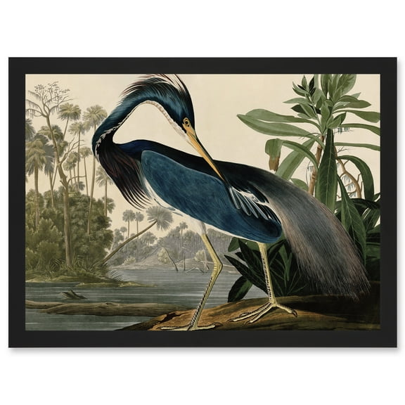 Audubon Birds Louisiana Blue Heron Painting A4 Artwork Framed Wall Art Print
