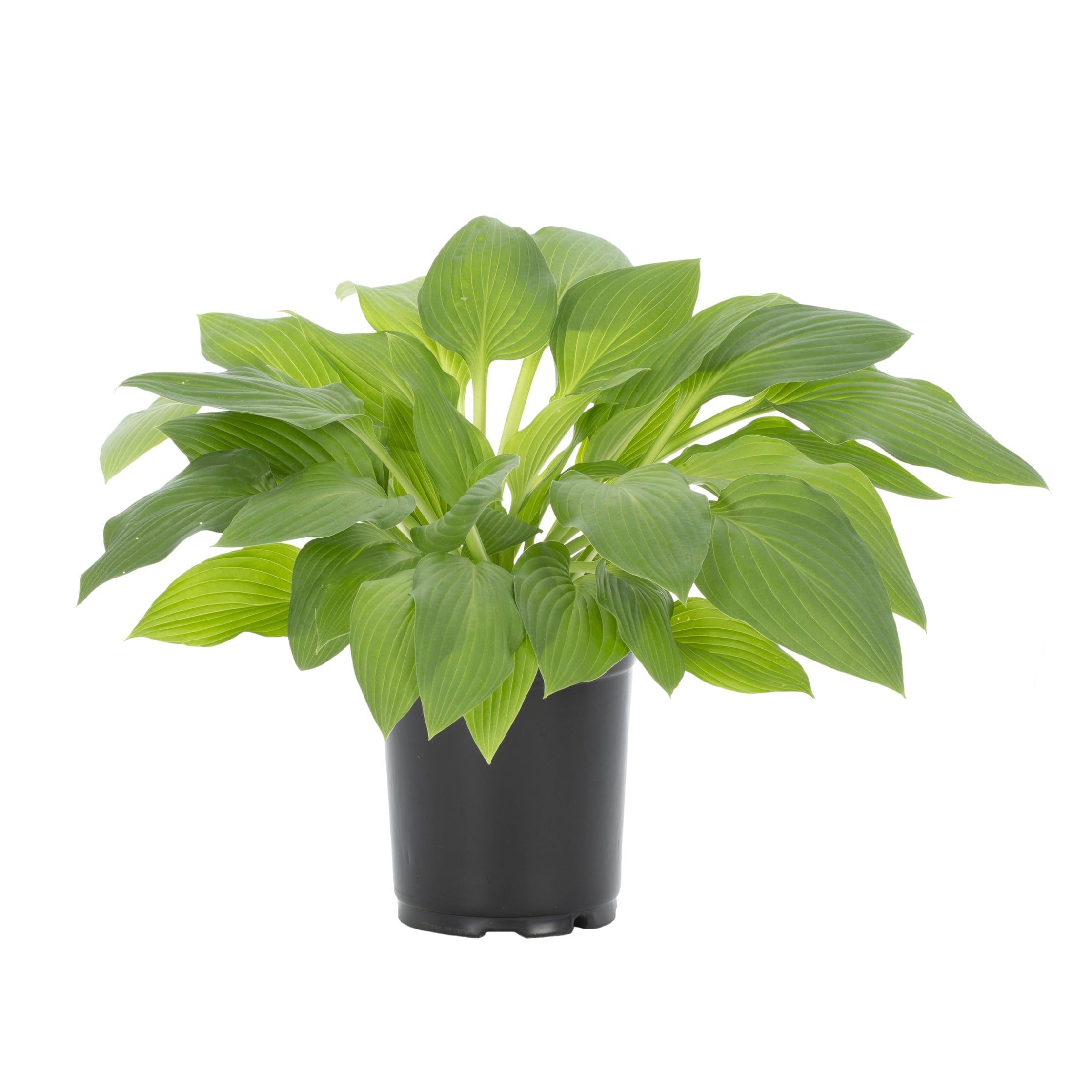 Expert Gardener Hosta Hyacinthina Live Perennial Plant, 3-Pack