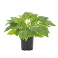thumbnail image 2 of Expert Gardener 2QT Green Hosta Hyacinthina Live Perennial Plant Sun 3-Pack, 2 of 8