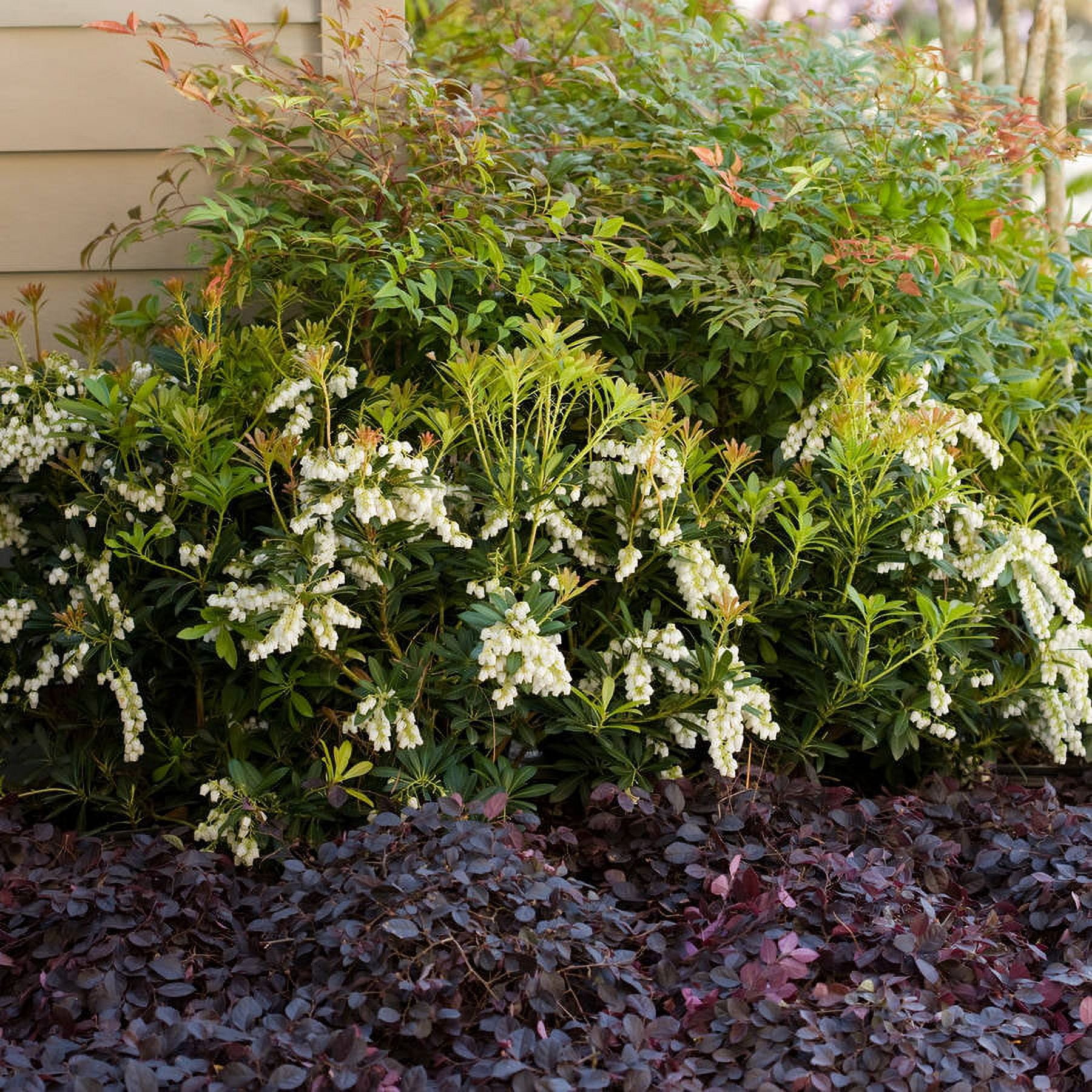 Southern Living Mountain Snow Pieris 'Japanese Andromeda' Live Shrub in 2-Gallon Grower Pot