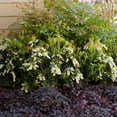 thumbnail image 4 of Southern Living Mountain Snow Pieris 'Japanese Andromeda' Live Shrub in 2-Gallon Grower Pot, 4 of 6