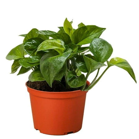 Pothos Lemon Top Live Plant for Indoor | Different Houseplants in 4'' & 6'' Pot | Real House Plant Decor for Living Room, Office, Desk & Bathroom | [COMMON PLANT NAMES]
