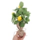 thumbnail image 5 of Tallo de planta artificial, adorno de rama de limón, arreglo floral, decoración de jarrón, 5 of 8
