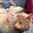 thumbnail image 3 of Mascota gato gatito masticar gato juguetes rellenos pescado menta mascota gato interactivo regalo Ndcxsfigh Para estrenar, 3 of 6