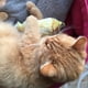 thumbnail image 2 of Mascota gato gatito masticar gato juguetes rellenos pescado menta mascota gato interactivo regalo Tmvgtek Oficina Multiescena Multifunción, 2 of 5
