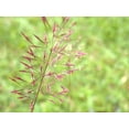 thumbnail image 4 of 100 RUBY SILK LOVEGRASS Ornamental Love Grass Eragrostis Tef Seeds, 4 of 4