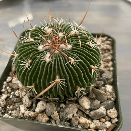 Stenocactus Multicostatus, Brain Cactus in 3" Pot