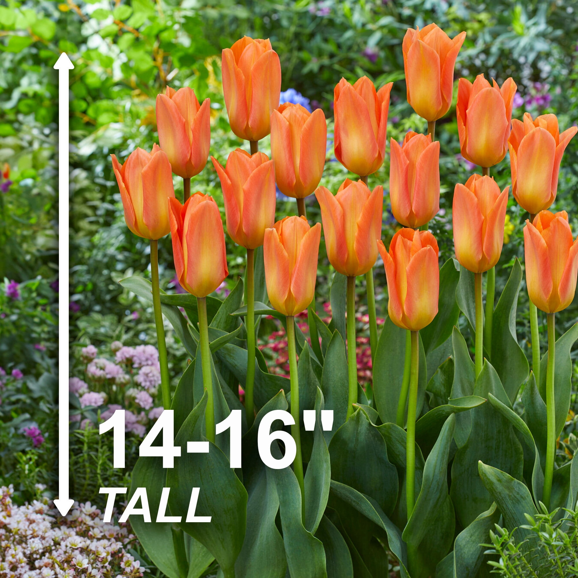 Garden State Bulb Fosteriana Orange Emperor Tulip Flower Bulbs, 12/+ cm (Bag of 50)