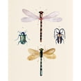 thumbnail image 3 of Warren, Annie 12x14 Black Modern Framed Museum Art Print Titled - Insect Varieties I, 3 of 5