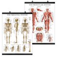 thumbnail image 1 of Set de pósteres Palace Learning Muscular & Skeletal System Anatom, 1 of 4