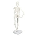 thumbnail image 2 of Human Bone Structure, Detachable Skeleton Model Multifunctional Easy To Install With Metal Support Rod For Clinical Experiments For Teaching, 2 of 8